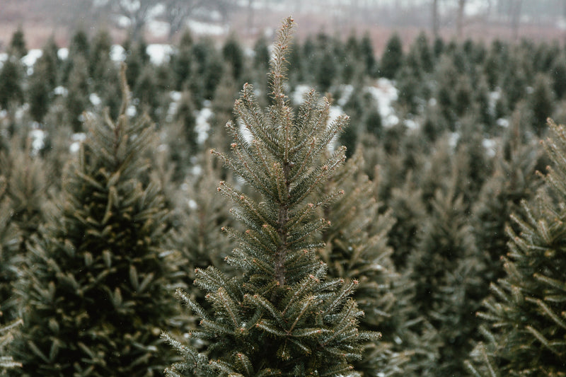 Christmas Tree Farm Soy Candle Tin